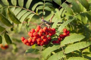 red mountain ash, autumn photo