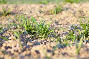 field with young wheat photo