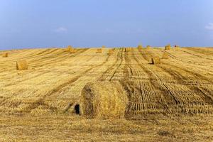 stack of straw in the field photo