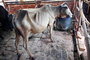 una vaca flaca y delgada descansa en un establo foto