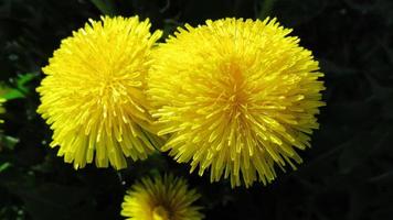 diente de león, primer plano de flores amarillas foto