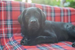 Puppy black labrador retriever lying on a bench on a red plaid. Dog. photo