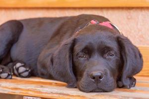 Puppy black labrador retriever lying on a bench against the backdrop of the wall on a sunny day. Dog photo