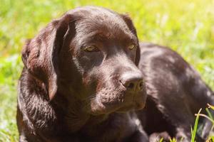 Labrador retriever dog lies on green grass on a sunny day. Puppy, pet. photo