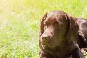 Labrador retriever dog lies on green grass on a sunny day. Puppy, pet. photo