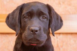 A black labrador retriever puppy. Puppy on a beige background, soft focus on the eyes. A dog. photo