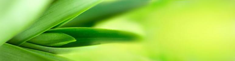 blurry leaves nature of summer green leaves natural green leaf plant used as wallpaper background photo