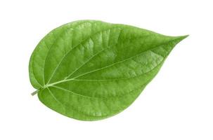 Green betel leaves isolated on white background,clipping path photo