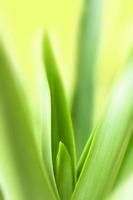 blurry leaves nature of summer green leaves natural green leaf plant used as wallpaper background photo