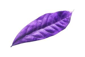 abstract purple dry leaves isolated on a white background tropical dry leaves clipping path. photo