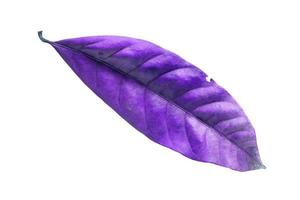 abstract purple dry leaves isolated on a white background tropical dry leaves clipping path. photo