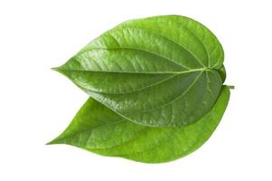 Green betel leaves isolated on white background,clipping path photo