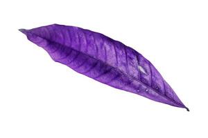 abstract purple dry leaves isolated on a white background tropical dry leaves clipping path. photo