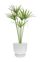 green plants in pots of tropical plants isolated on a white background clipping path photo