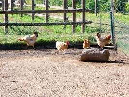 Semi-free-range, organic and healthy hens photo