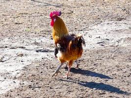 Semi-free-range, organic and healthy hens photo