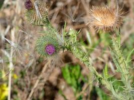 mediterranean flowers and plants in early summer photo