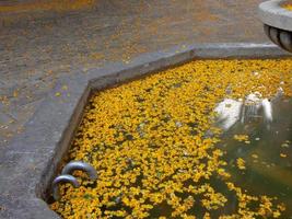 yellow petals in the water of a stone fountain photo