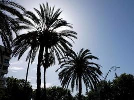 silhouettes of palm trees backlit against a blue sky photo