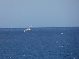 Seagulls on the cliffs of the Costa Brava, Spain photo