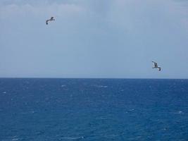 Seagulls on the cliffs of the Costa Brava, Spain photo