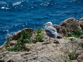 seagull perched on a cliff against the backdrop of the blue sea photo