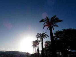 Backlit tropical palm trees against a sky background photo