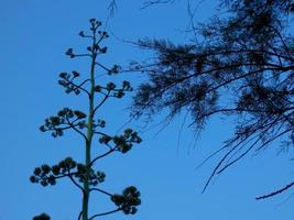 tree of the mediterranean area on blue background photo