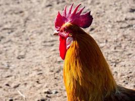 Semi-free-range, organic and healthy hens photo