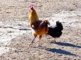 gallinas de corral en semilibertad, ecológicas y sanas foto