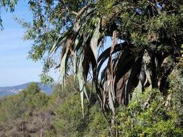 almond tree with almonds at the beginning of the summer on a mountain road photo