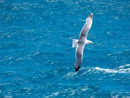 gaviota de plumas blancas en la costa catalana, españa foto