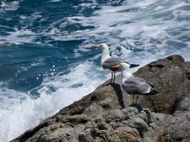 Seagulls on the rocks of the coast with sea bottom photo