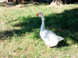 White-feathered goose in a farm garden photo