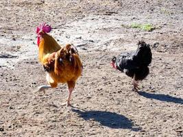 Semi-free-range, organic and healthy hens photo