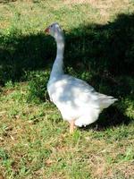 White-feathered goose in a farm garden photo