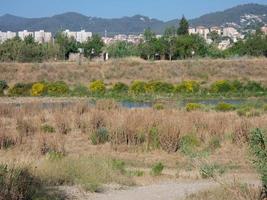 Dried grass due to lack of water, fire hazard photo