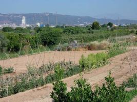 urban gardens very close to the city of Barcelona in the Baix Llobregat region. photo