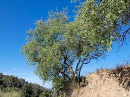 almendro con almendras a principios del verano en una carretera de montaña foto