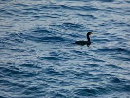 Seabird waiting for a catch, perched on a calm blue blue sea photo