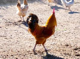 Semi-free-range, organic and healthy hens photo