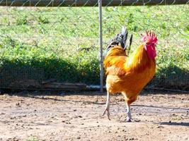 Semi-free-range, organic and healthy hens photo