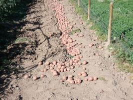 potatoes freshly harvested and left in the furrow to be packed in sacks or in boxes photo