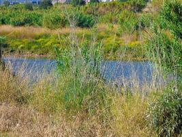 River seen through reed beds from the shore photo