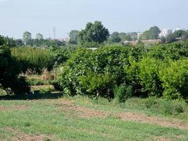 urban gardens very close to the city of Barcelona in the Baix Llobregat region. photo