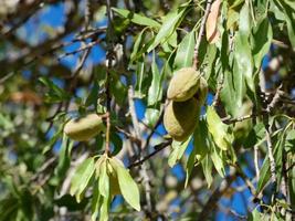 almond tree with almonds at the beginning of the summer on a mountain road photo