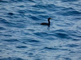 Seabird waiting for a catch, perched on a calm blue blue sea photo