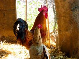 Semi-free-range, organic and healthy hens photo