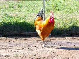 Semi-free-range, organic and healthy hens photo