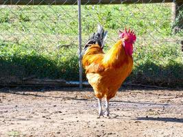 Semi-free-range, organic and healthy hens photo